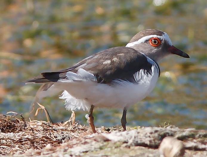 Charadrius tricollaris