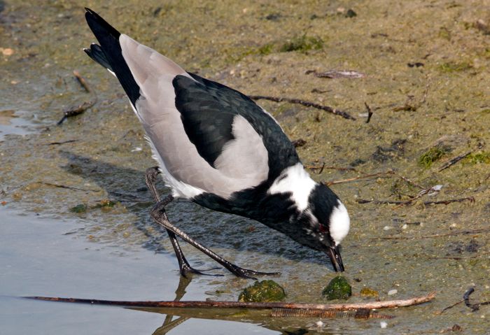 Blacksmith Lapwing