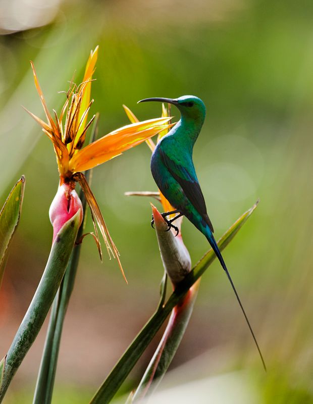 Malachite Sunbird