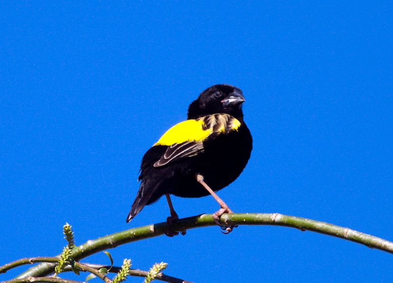 Yellow Bishop