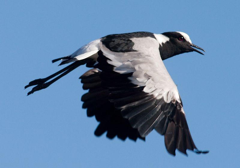 Blacksmith Lapwing