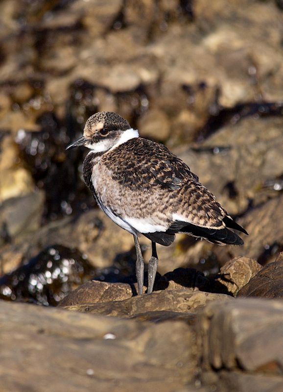 Blacksmith Lapwing juv.