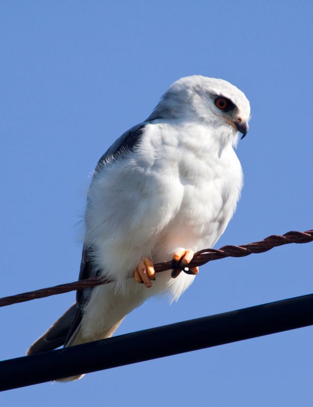 Black-shouldered Kite 