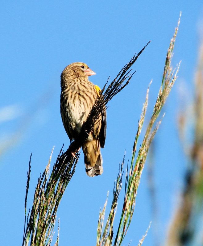 Yellow Bishop