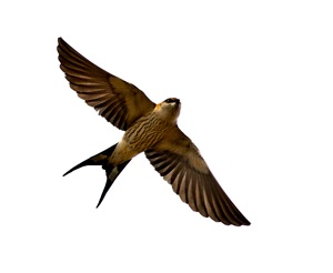 Greater Striped Swallow 