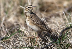 African Pipit