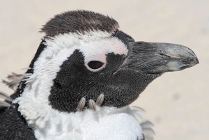 African Penguin moulting 