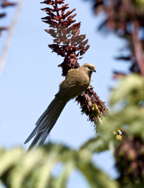 Speckled Mousebird 