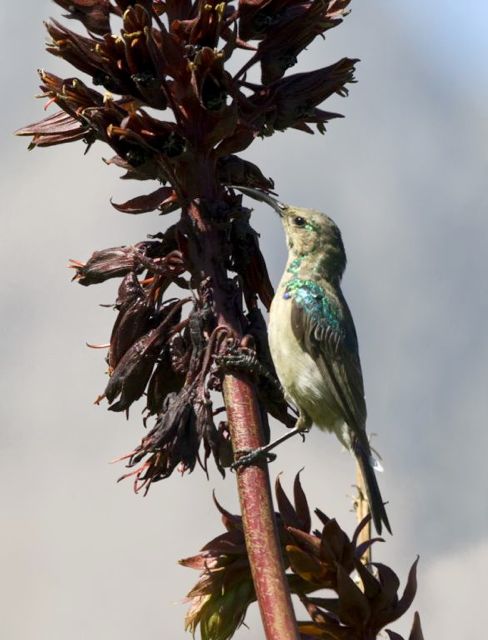 Southern Double-collared Sunbird  juv