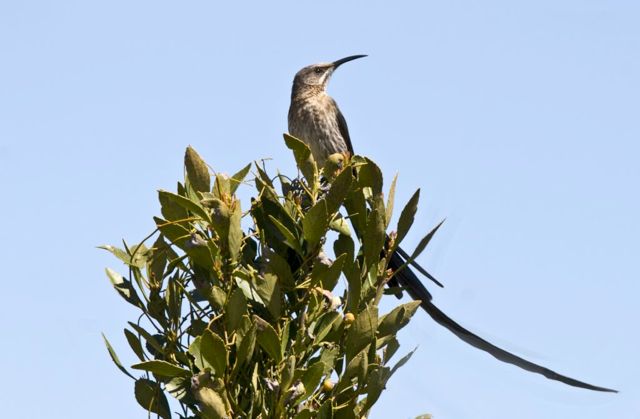 Cape Sugarbird 
