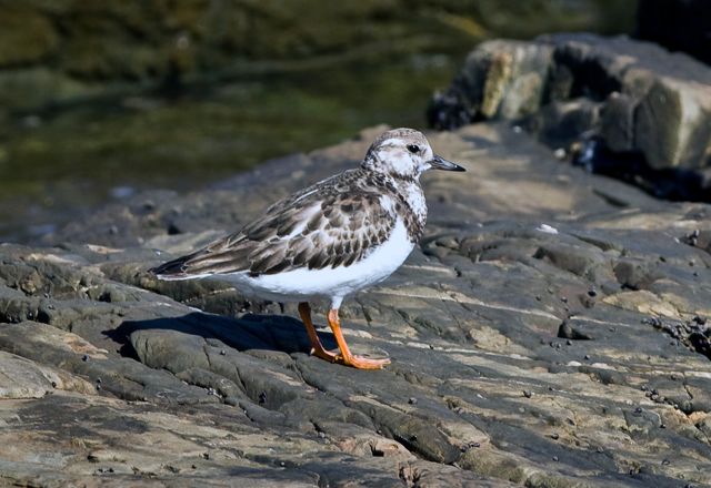 Ruddy Turnstone non-br