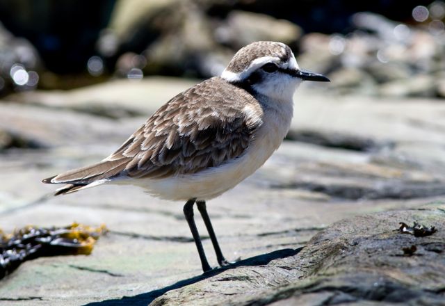 Kittlitz's Plover