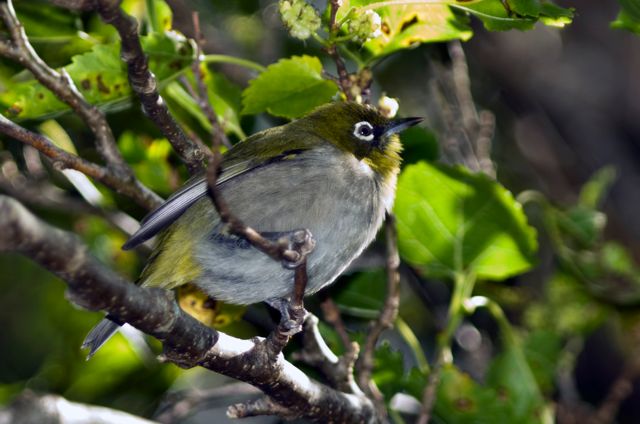 Cape White-eye