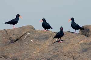 African Black Oystercatcher