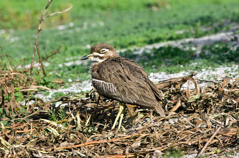 Water Thick-knee