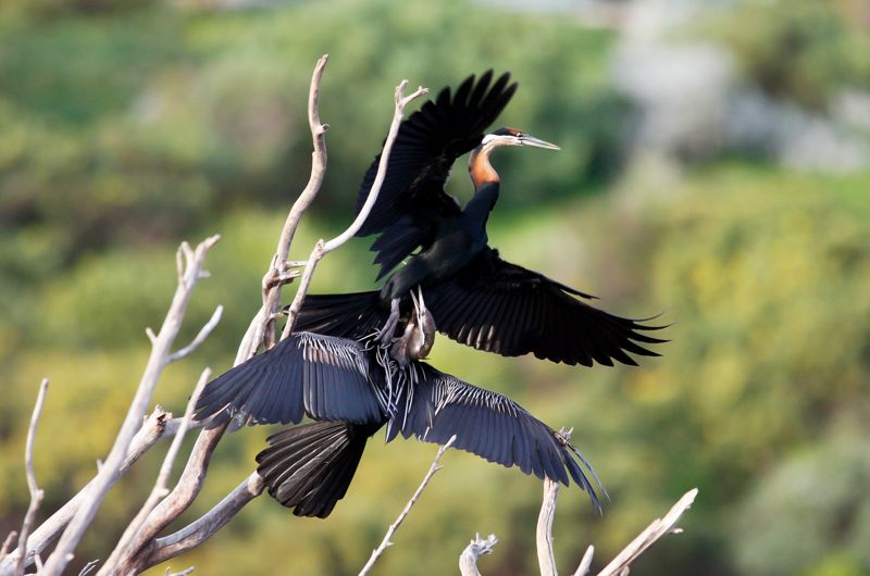 Anhinga fight