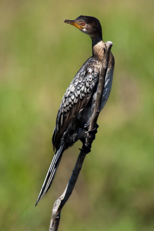 Reed Cormorant