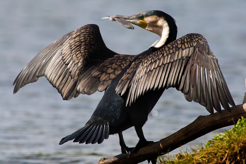 White-breasted Cormorant 