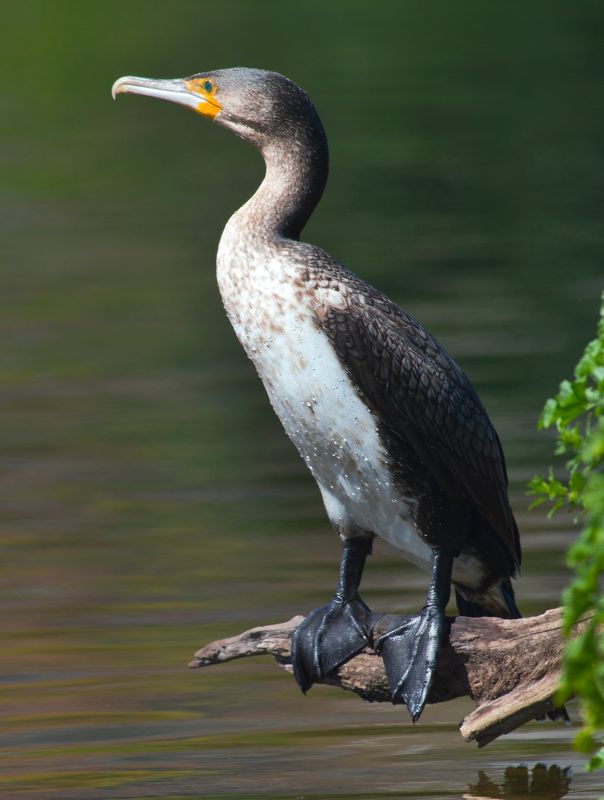 Phalacrocorax lucidus