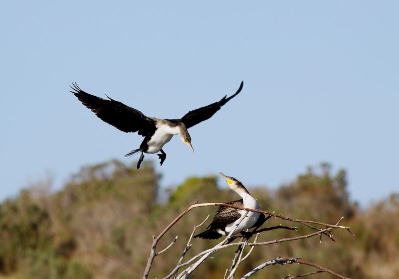 Weißbrustkormoran