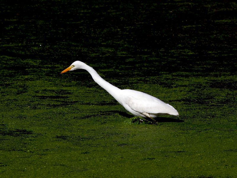 Yellow-billed Egret 