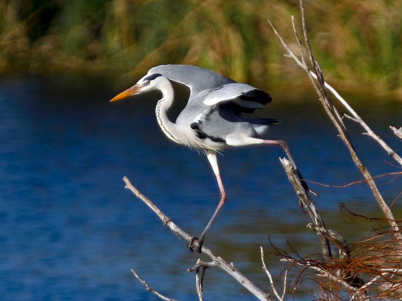 Heron in motion