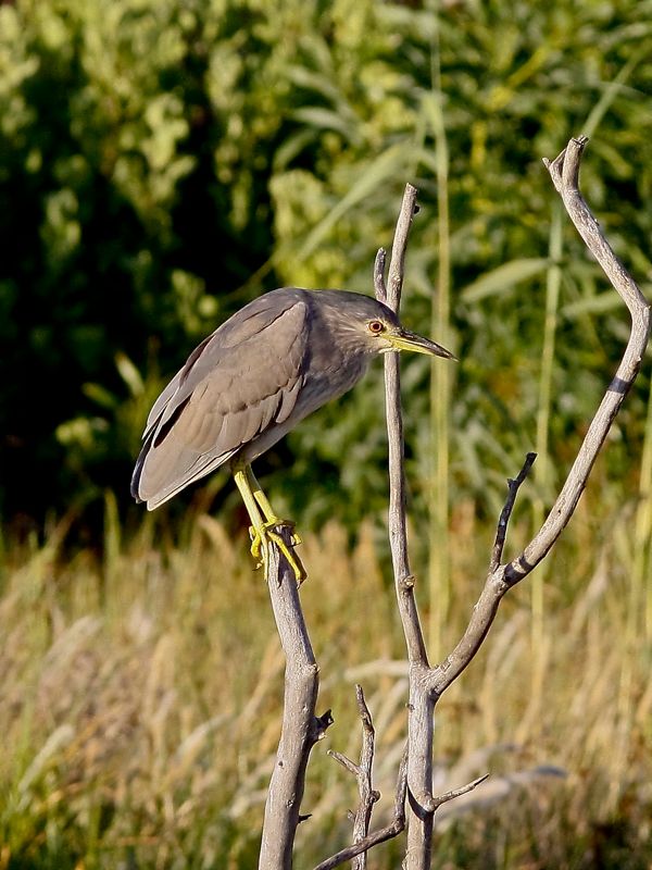 Nycticorax nycticorax juv.