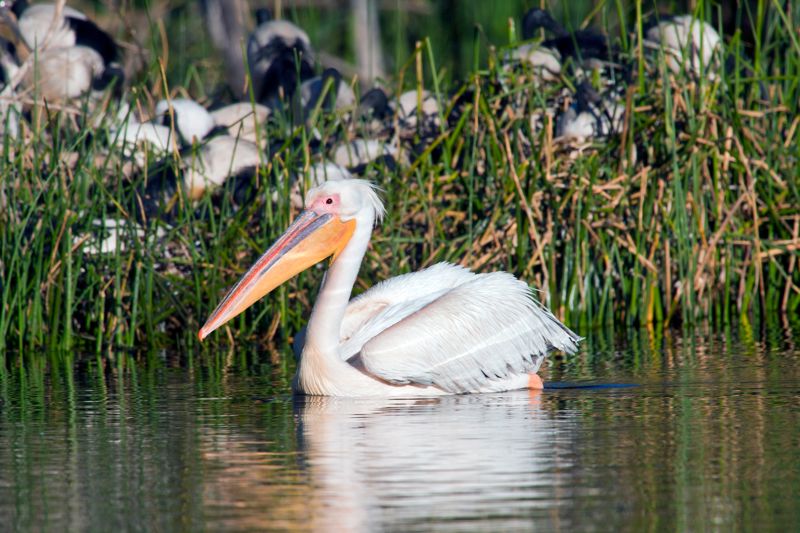 Great White Pelican