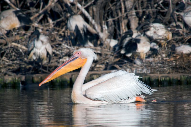 Pelecanus onocrotalus