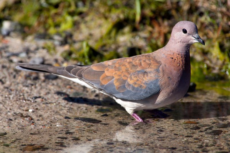 Laughing Dove