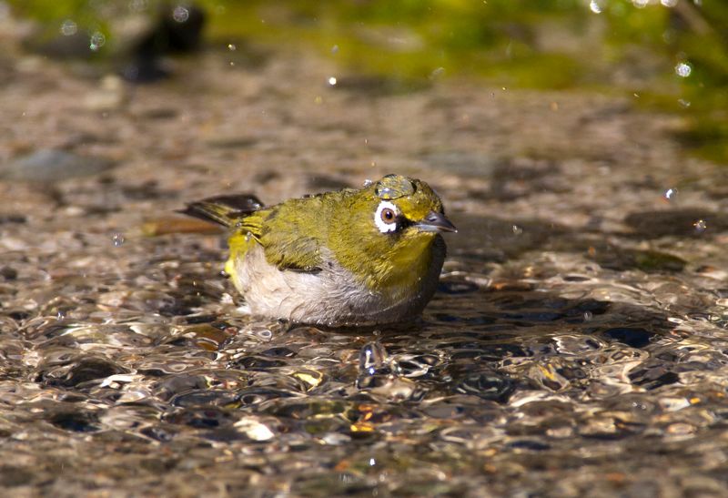 Cape White-eye