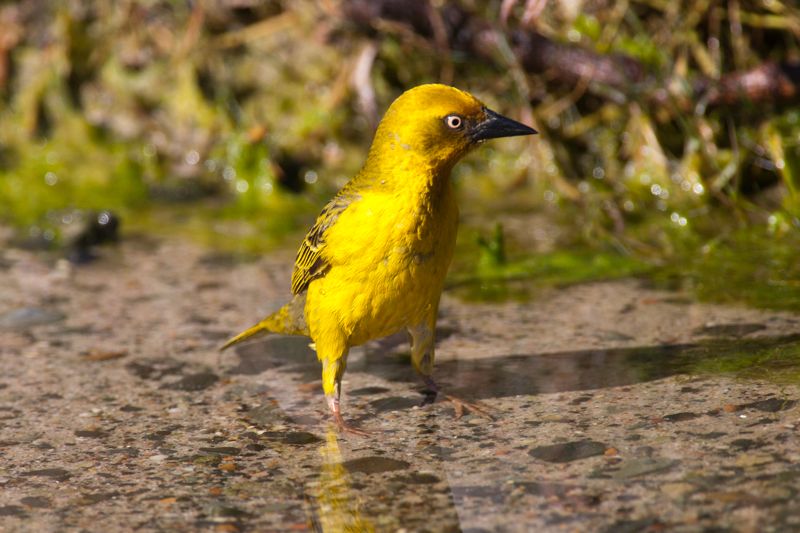 Cape Weaver