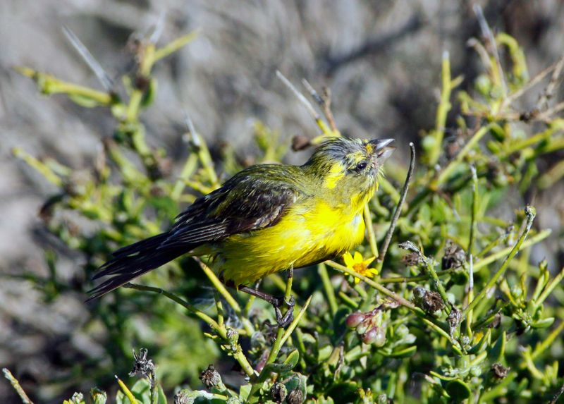 Yellow Canary