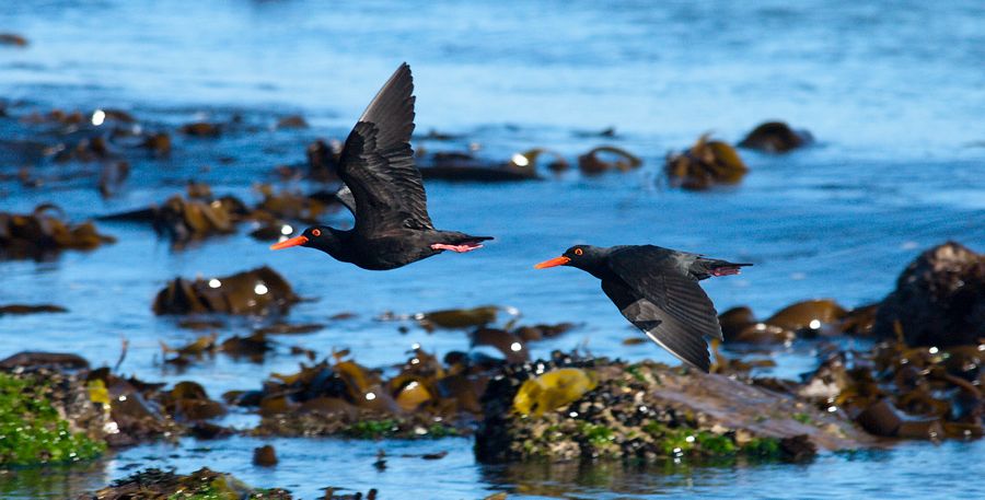 African Black Oystercatcher