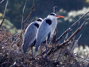 Grey Heron