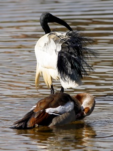 African Sacred Ibis and Egyptian Goose