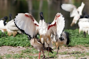 Threskiornis aethiopicus