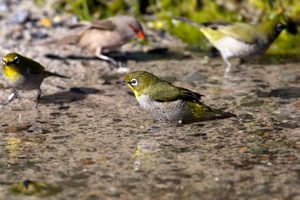 White-eye and Waxbill