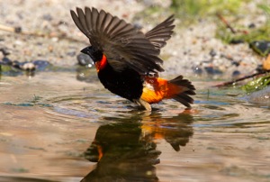 Southern Red Bishop