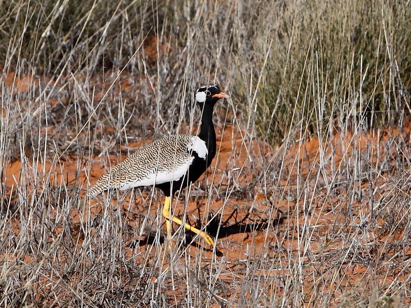 Northern Black Korhaan