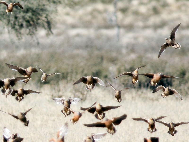 Namaqua and Burchell's Sandgrouse