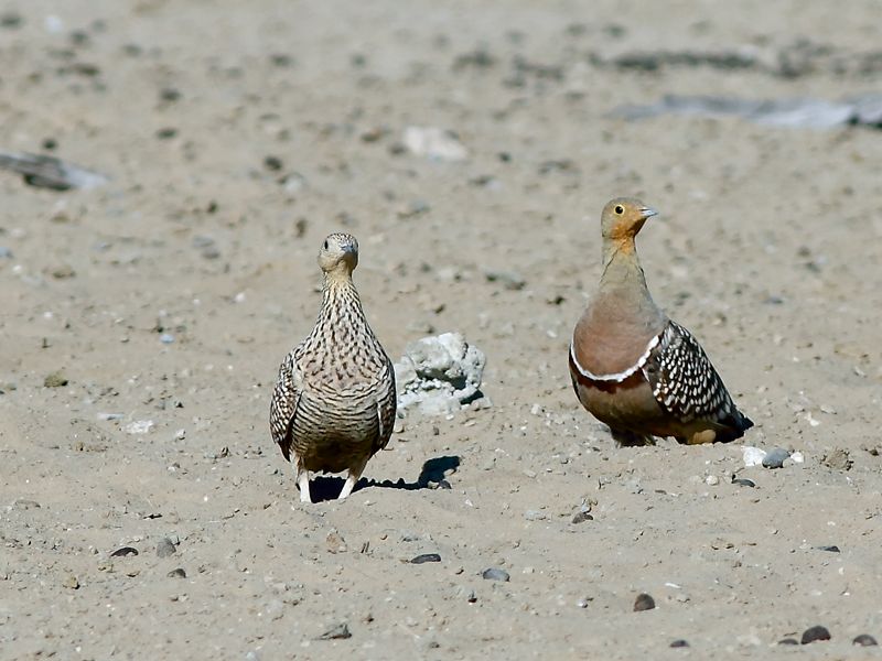 Namaqua Sandgrouse