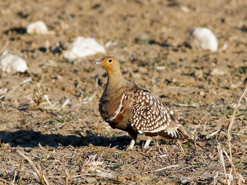 Namaqua Sandgrouse male