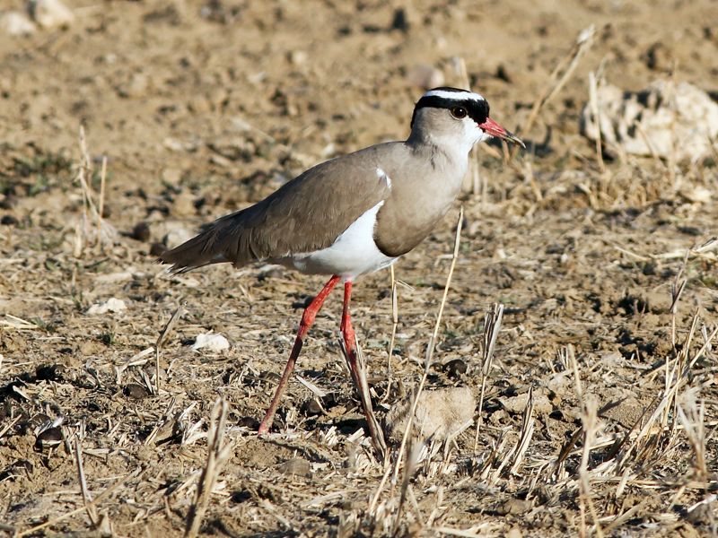 Crowned Lapwing