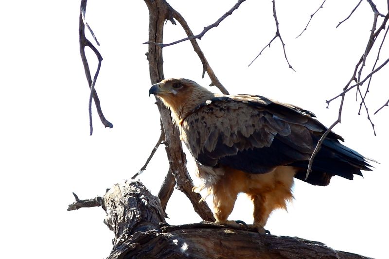 Tawny Eagle