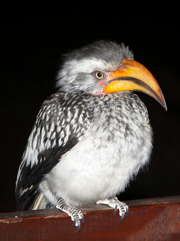 Southern Yellow-billed Hornbill 