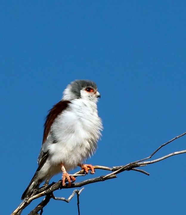 Pygmy Falcon female