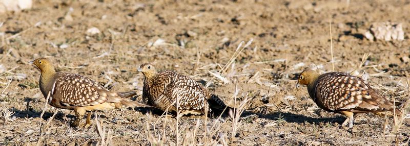 Namaqua Sandgrouse