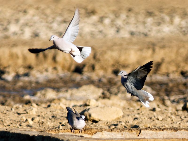 Cape Turtle-Dove