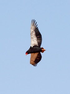 Bateleur - male has broader black edge to wings